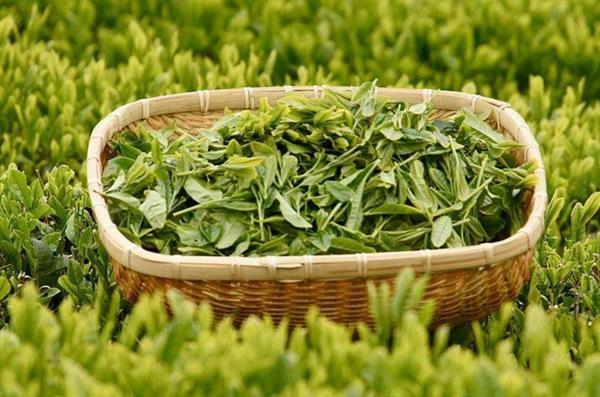 想做評(píng)茶師？那你應(yīng)該來石家莊聞達(dá)職業(yè)技能培訓(xùn)學(xué)校學(xué)學(xué)了