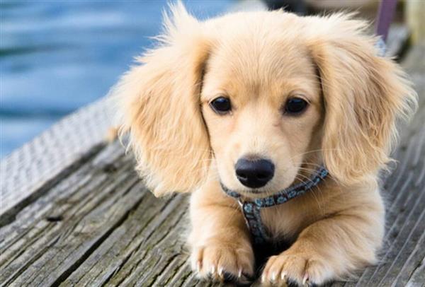 喜歡寵物？想做獸醫(yī)？就選邢臺現(xiàn)代職業(yè)學校！