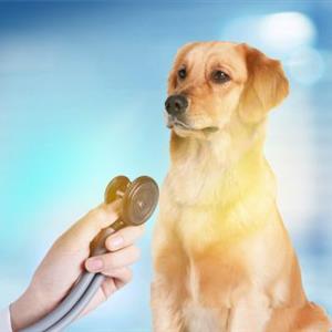 成人畜牧獸醫(yī)（養(yǎng)殖）短訓班